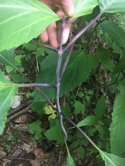 Collinsonia canadensis