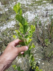 Baccharis glomeruliflora image
