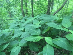 Collinsonia canadensis