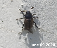 Phyllopertha diversa