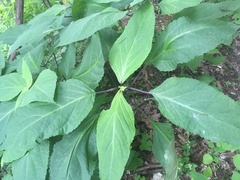 Collinsonia canadensis