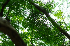 Libidibia sclerocarpa