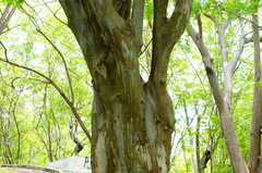 Libidibia sclerocarpa