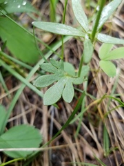 Ranunculus pedatifidus affinis