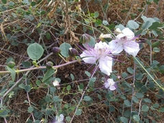 Capparis