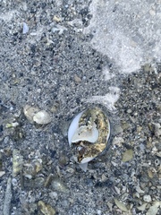 Monetaria annulus
