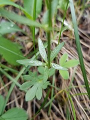 Ranunculus pedatifidus affinis
