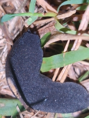 Belocaulus angustipes image