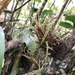 Racinaea crispa - Photo (c) amcuervo, algunos derechos reservados (CC BY-NC), subido por amcuervo