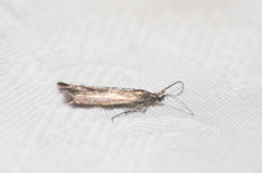 Coleophora deauratella