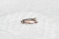 Stigmella multispicata