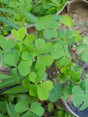 Oxalis