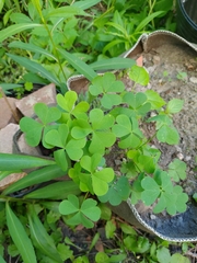 Oxalis