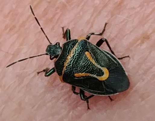 Perillus splendidus