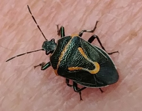 Perillus splendidus