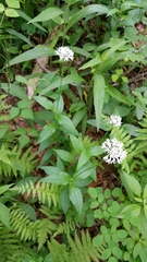 Marshallia trinervia