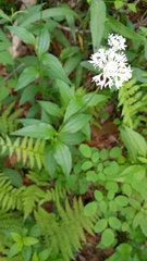 Marshallia trinervia