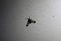 Saurita