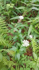 Marshallia trinervia