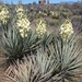Yucca - Photo (c) larivera,  זכויות יוצרים חלקיות (CC BY-NC), הועלה על ידי larivera