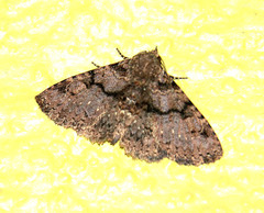 Metalectra quadrisignata