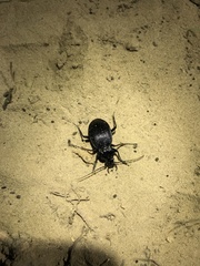 Carabus goryi