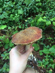 Boletellus ananas image