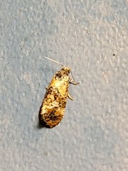 Cochylis