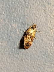 Cochylis