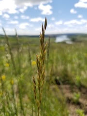 Festuca campestris