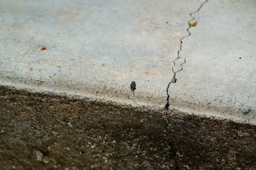 Tetragonoschema humerale