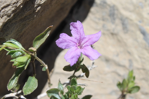 Photo of Ruellia parryi A.Gray