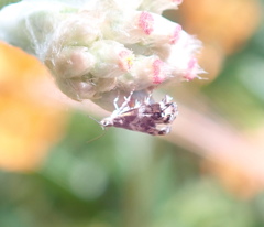 Tebenna gnaphaliella