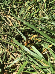 Megarhyssa macrurus icterosticta