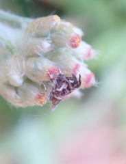 Tebenna gnaphaliella