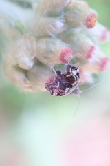 Tebenna gnaphaliella