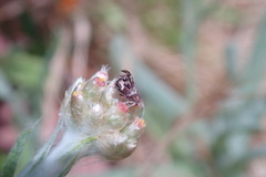 Tebenna gnaphaliella