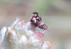 Tebenna gnaphaliella