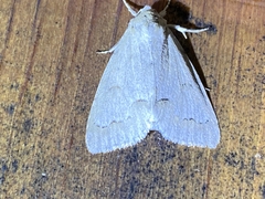 Acronicta innotata