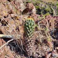 Coryphantha octacantha