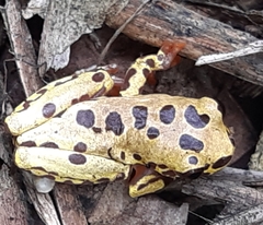 Dendropsophus reticulatus