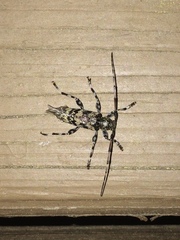 Graphisurus fasciatus