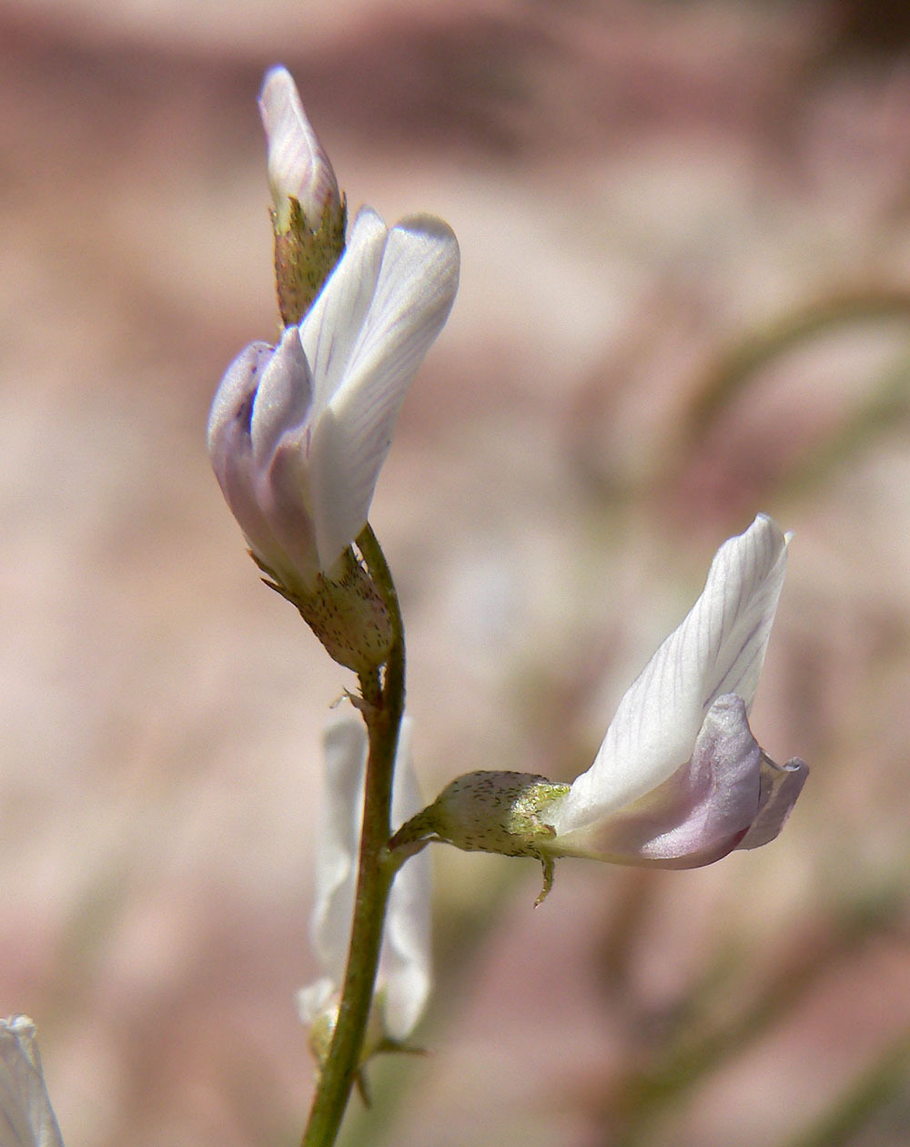 Astragalus remotus