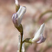 Spring Mountain Milkvetch - Photo (c) Stan Shebs, some rights reserved (CC BY-SA)