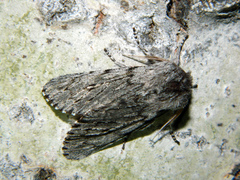 Brachionycha borealis