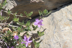 Ruellia parryi