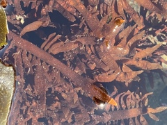 Prionitis lanceolata