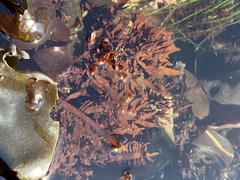 Prionitis lanceolata