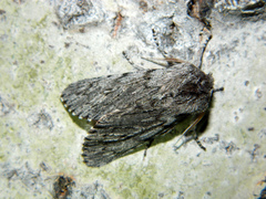Brachionycha borealis