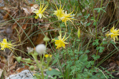 Aquilegia chrysantha
